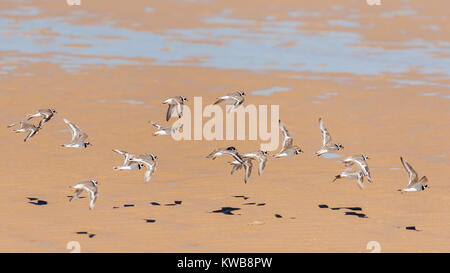 Eine Gruppe von Gemeinsamen beringt Regenpfeifer (Charadrius hiaticula) fliegen, Sandstrand Frankreich, Sommer Stockfoto