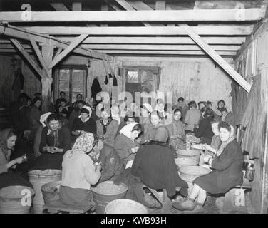 Befreiten Frauen politische Häftlinge im Konzentrationslager Bergen-Belsen. Diese Frauen setzten ihre Arbeit als Kartoffel Schäler, aber unter dem Schutz der britischen Armee 2. April 1945, Weltkrieg 2. (BSLOC 2014 10 177) Stockfoto