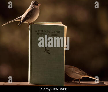 Vogel Stockfoto