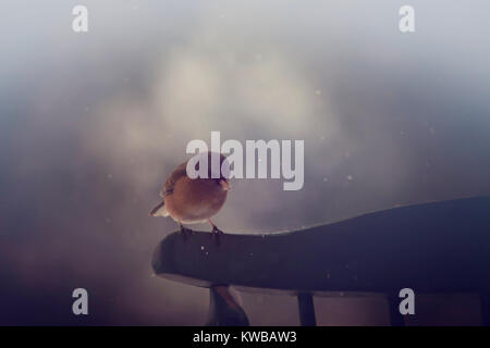 Vogel Stockfoto