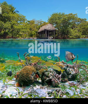 Über und unter Wasser in der Nähe von Mangroven und ein reetgedecktes Bootshaus mit tropischen Fischen, Korallen und Schwämmen Unterwasser, Karibik, Panama, Mittelamerika Stockfoto