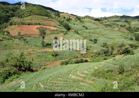 Zuckerrohr Plantage in Yunnan, China Stockfoto