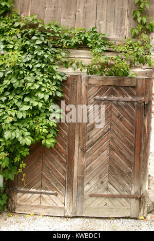 Efeu Pflanze klettern auf alte Holztür in Land Österreich Stockfoto