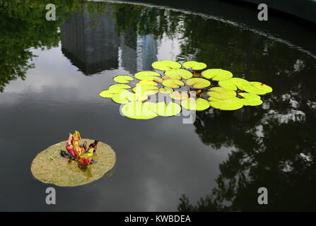 Lily pad auf noch Wasser Teich Stockfoto