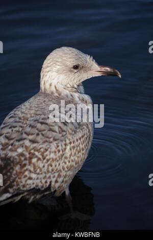 Junge Silbermöwe (Larus argentatus) zweiten Winter Gefieder, eine Badewanne und das Putzen in der Serpentine, Hyde Park, London, UK. Dezember, 2017. Stockfoto