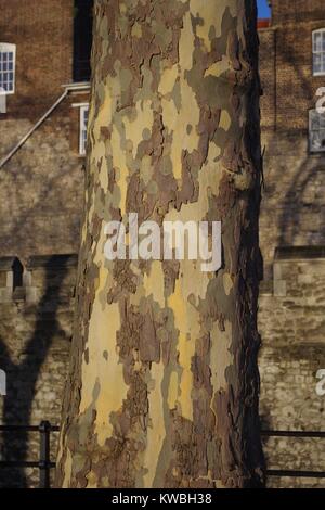 Flockige abstrakte Stamm der London Plane Tree, der Tower von London, London, Großbritannien. Dezember, 2017. Stockfoto