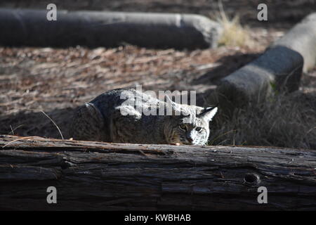 Ein bobcat in in der Sonne und ein Spaziergang rund um das Lager. Untere Pines Campground, Yosemite, CA. Stockfoto