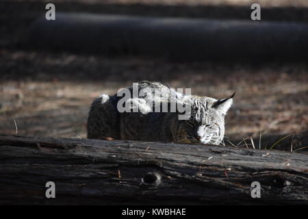 Ein bobcat in in der Sonne und ein Spaziergang rund um das Lager. Untere Pines Campground, Yosemite, CA. Stockfoto