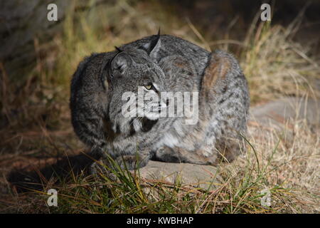 Ein bobcat in in der Sonne und ein Spaziergang rund um das Lager. Untere Pines Campground, Yosemite, CA. Stockfoto