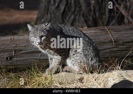 Ein bobcat in in der Sonne und ein Spaziergang rund um das Lager. Untere Pines Campground, Yosemite, CA. Stockfoto