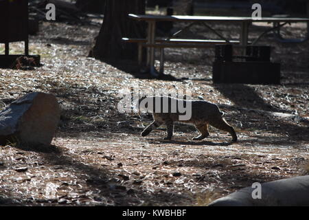 Ein bobcat in in der Sonne und ein Spaziergang rund um das Lager. Untere Pines Campground, Yosemite, CA. Stockfoto