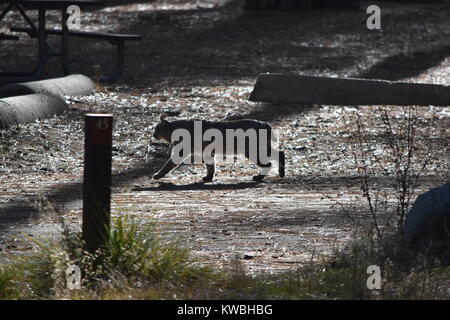 Ein bobcat in in der Sonne und ein Spaziergang rund um das Lager. Untere Pines Campground, Yosemite, CA. Stockfoto