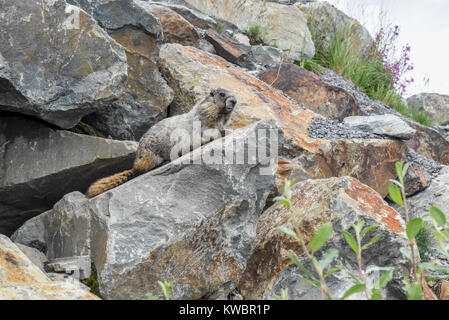 Groundhog und Felsen - Whistler British Columbia Kanada - AKA Kanada Marmot dieses Säugetier lebt in die Felsbrocken auf Whistler/Blackcomb Mountain Stockfoto