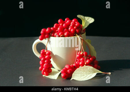 Niederlassungen der roten Schizandra und Blätter in die Tasse auf dem dunklen Hintergrund. Erntegut voller schizandra Stockfoto