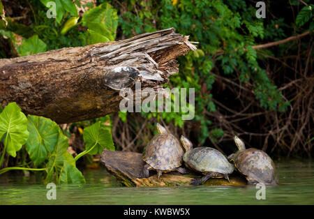 Schieberegler, Schildkröten, Chrysemys ornata, auf einem Baumstamm in Gatun See, Doppelpunkt Provinz, Republik Panama. Stockfoto