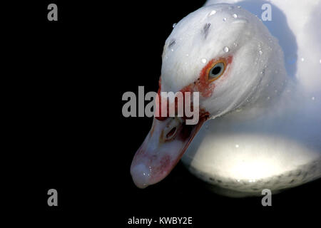 Nahaufnahme des Weißen muscovy Duck auf schwarzem Hintergrund Stockfoto