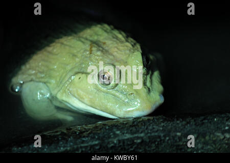 Nahaufnahme des Wassers Frosch in Frosch Farm Stockfoto