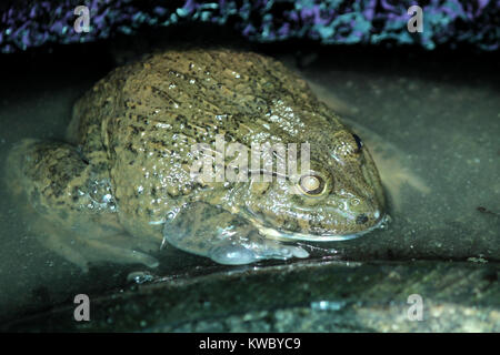 Nahaufnahme des Wassers Frosch in Frosch Farm Stockfoto