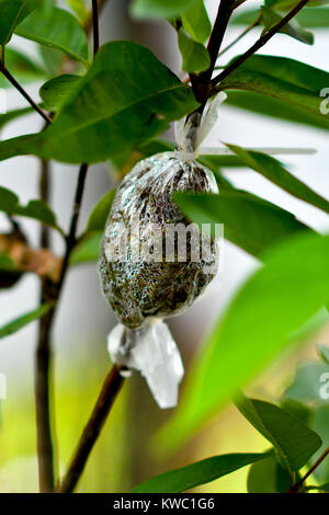 Vegetative Methode der Pflanzenvermehrung Stockfoto