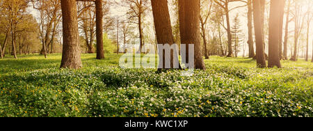 Holz mit Frühlingsblumen Stockfoto