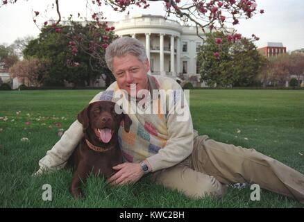 Präsident Bill Clinton mit seiner einen männlichen Schokolade-farbigen Labrador Retriever, Buddy. Clinton erworben Buddy als ein 3 Monate alter Welpe im Dezember 1997, wenn seine unangemessene Beziehung mit einem weißen Haus Intern eine große Skandal geschaffen hatte. (BSLOC 2015 2 204) Stockfoto