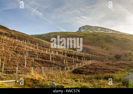 Junge Bäume pflanzte auf dem Weg zum Helvellyn im englischen Lake District Stockfoto