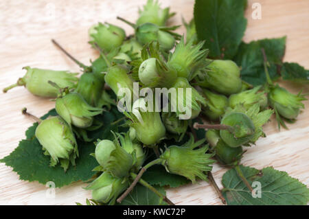 Frische Haselnüsse auf Holzbrett. Stockfoto