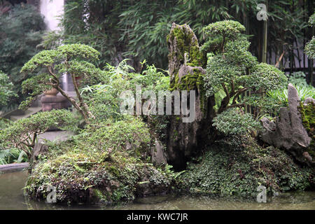 Bonsai im Garten in der Nähe von Temple in Chengdu, China Stockfoto