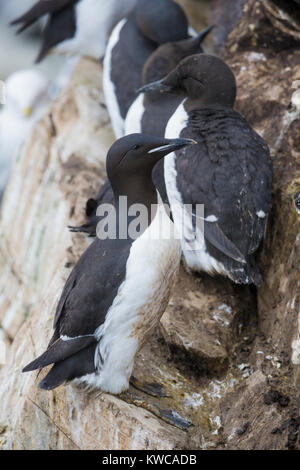 Thick-billed Murre (Uria lomvia), steht auf einem Felsen Stockfoto