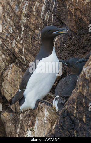 Thick-billed Murre (Uria lomvia), steht auf einem Felsen Stockfoto