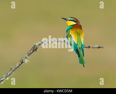 Bienenfresser Portrait Stockfoto