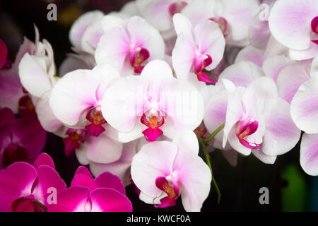 Blumen nicht sagen, sie zeigen Stockfoto