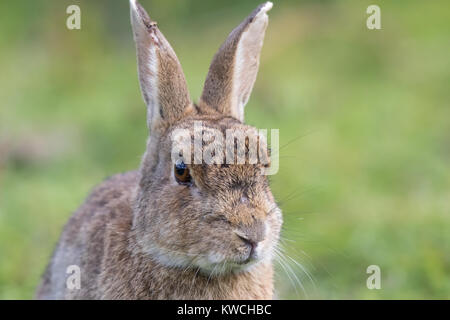 Vorderansicht in der Nähe von Großbritannien Kaninchen (Oryctolagus cuniculus) isoliert im Freien mit Verletzten, zerrissenen Ohr. Britische Säugetiere in freier Wildbahn. Stockfoto