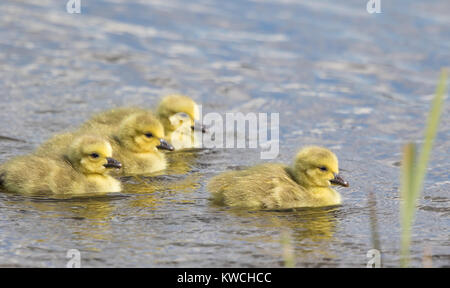 Nahaufnahme der wilden britischen gossling Küken (Branta canadensis) Schwimmen im Wasser; drei in Folge, einer ist vorne führend! Konzept: Führung. Soziale Distanzierung. Stockfoto