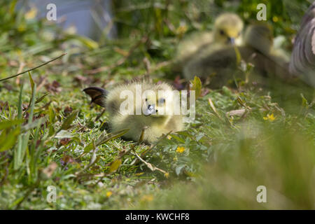 Detaillierte Nahaufnahme von Jungen, flauschige wild gosling Küken (Branta canadensis) auf grassy Bank legen, durch Water's Edge, Mutter und Geschwister in der Nähe im Hintergrund. Stockfoto