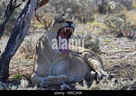 Afrikanischer Löwe (Panthera leo), gähnen Löwin liegend im Schatten eines Baumes, Etosha National Park, Namibia, Afrika Stockfoto