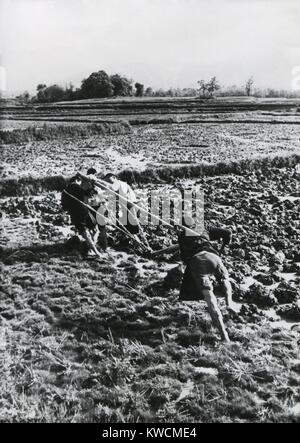 Drei Männer der gleichen Familie ziehen einen Pflug durch ein Reisfeld in China. Eine vierte steuert und schiebt den Pflug. Mai 1948. - (BSLOC 2014 15 147) Stockfoto