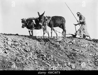 Fellah ist das arabische Wort für Pflüger. In Palästina im Osmanischen Reich, die meisten Arabischen Bauern, kleine Betriebe oder Mieter der Großgrundbesitzer. Sie waren anfällig für Wettbewerb durch die mechanisierte Landwirtschaft, land Wert wie die jüdische Einwanderung (BSLOC 2017 1 209) Stockfoto