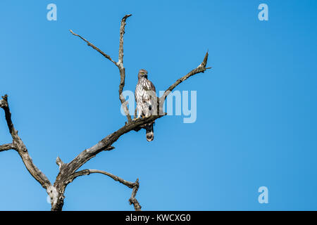 Nach wechselhaften Hawk Eagle thront und auf der Suche nach Beute bei Jim Corbett National Park Stockfoto