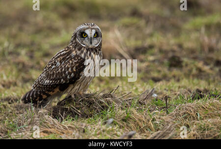 Kurze Eared Owl Stockfoto