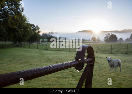 Die obere Schiene der offenen fünf gesperrt Metal Gate mit schweren Tau Tropfen und Schafe am nebligen Morgen auf Hawkshead Hall Farm Cumbria Lake District England Stockfoto