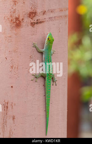 Seychellen Taggecko (Phelsuma astriata astriata), Gekkonidae, Stripeless Taggecko, kleine Taggecko Stockfoto