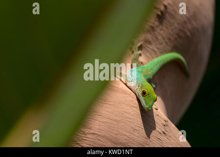 Seychellen Taggecko (Phelsuma astriata astriata), Gekkonidae, Stripeless Taggecko, kleine Taggecko Stockfoto