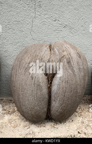 Coconut von Coco de Mer (Lodoicea maldivica), Kokosnuss, Kokosnuss, Fond Ferdinand Naturschutzgebiet, Praslin, Seychellen Stockfoto