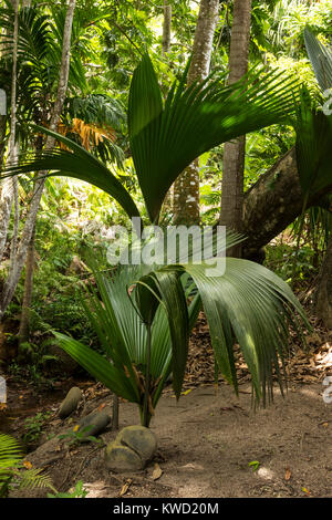 Kinder Pflanzen von Coco de Mer (Lodoicea maldivica), Fond Ferdinand Naturschutzgebiet, Praslin, Seychellen Stockfoto