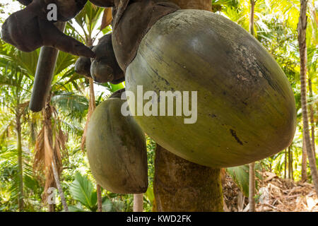 Coco de Mer (Lodoicea maldivica) weibliche Baum, Meer Coconut, Coconut, Fond Ferdinand Naturschutzgebiet, Praslin, Seychellen Stockfoto