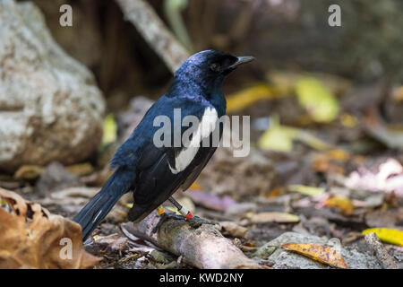 Seychellen Magpie-Robin (Copsychus sechellarum) auf dem Boden, Seychellen Magpie Robin, endemische Stockfoto