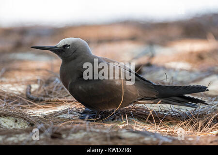 Weniger Noddy (Anous tenuirostris Tenuirostris) auf dem Boden, Laridae Stockfoto