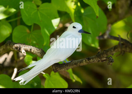White Tern (Gygis alba Candida), gemeinsame White-Tern, gemeinsame Feenseeschwalbe, Laridae Stockfoto