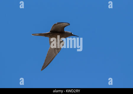 Weniger Noddy (Anous tenuirostris Tenuirostris), Laridae Stockfoto